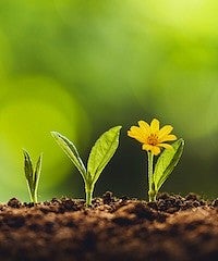 nature photo of daisy